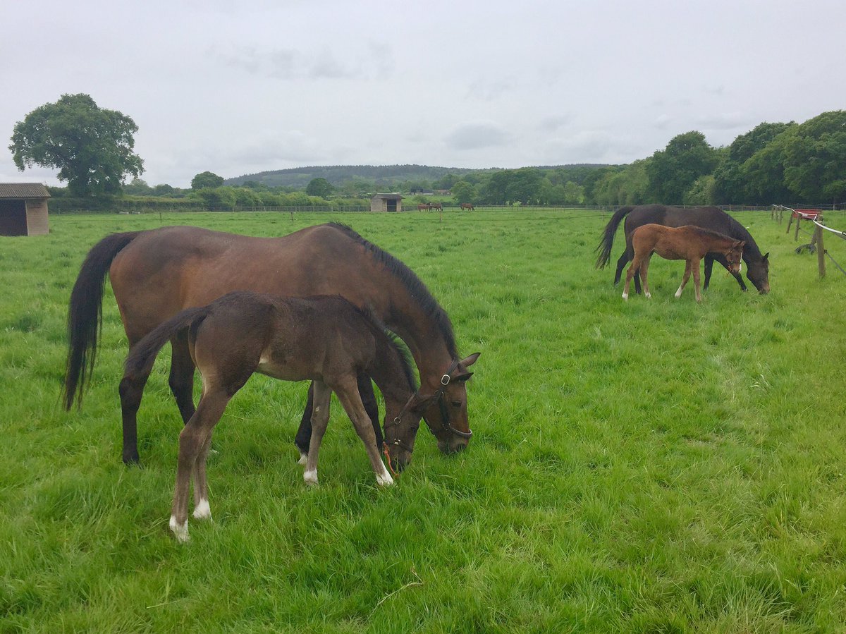 jimboyle17's tweet photo. Spring Clean and her Roderic O'Connor foal (nearest), reunited with her daughter Clearing, and her Fast Company foal #allthegenerations https://t.co/MnrneiT1LQ