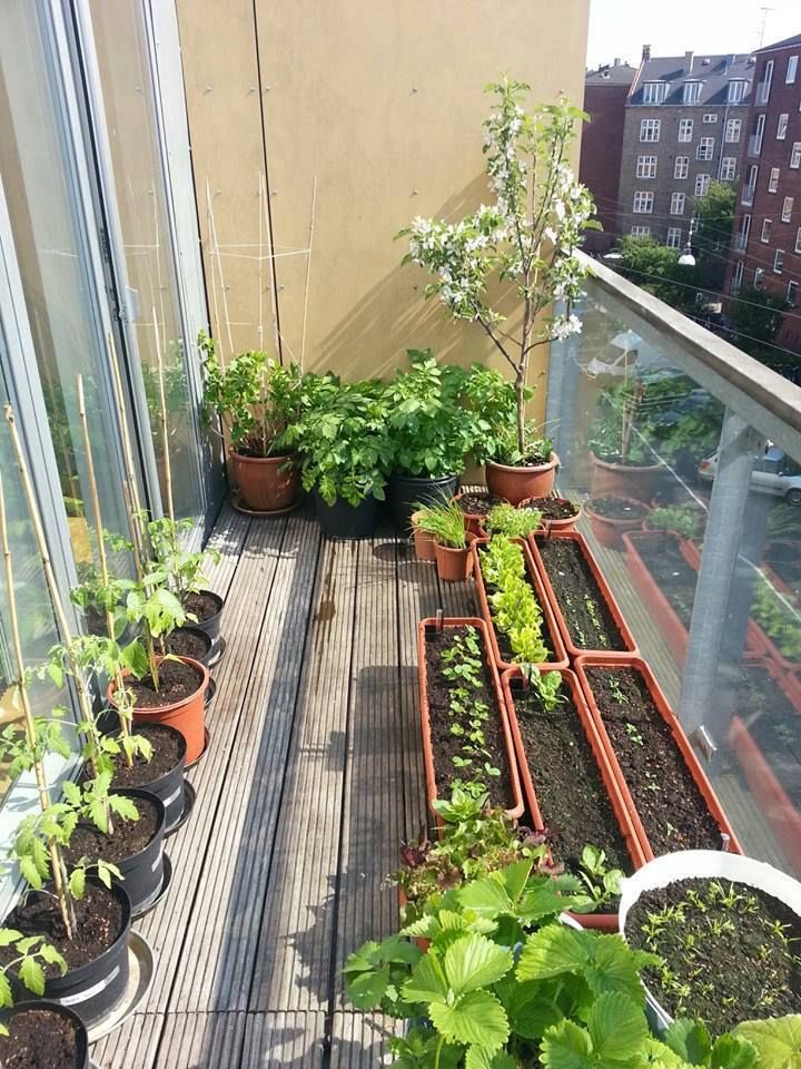 Allotmentinsp's tweet photo. #balconyveg #growyourown https://t.co/VPrjqPWEt0