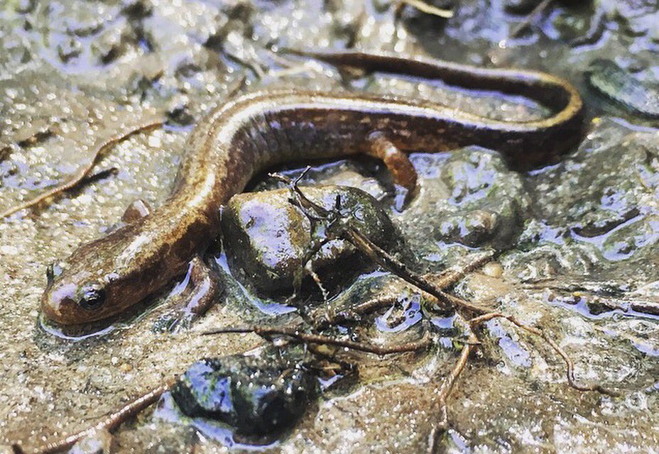 SaveSalamanders's tweet photo. Today I collected observations of Two-lined Salamanders (Eurycea bislineata) at an area I've never previously recorded this species. https://t.co/HdDwrFqtkj