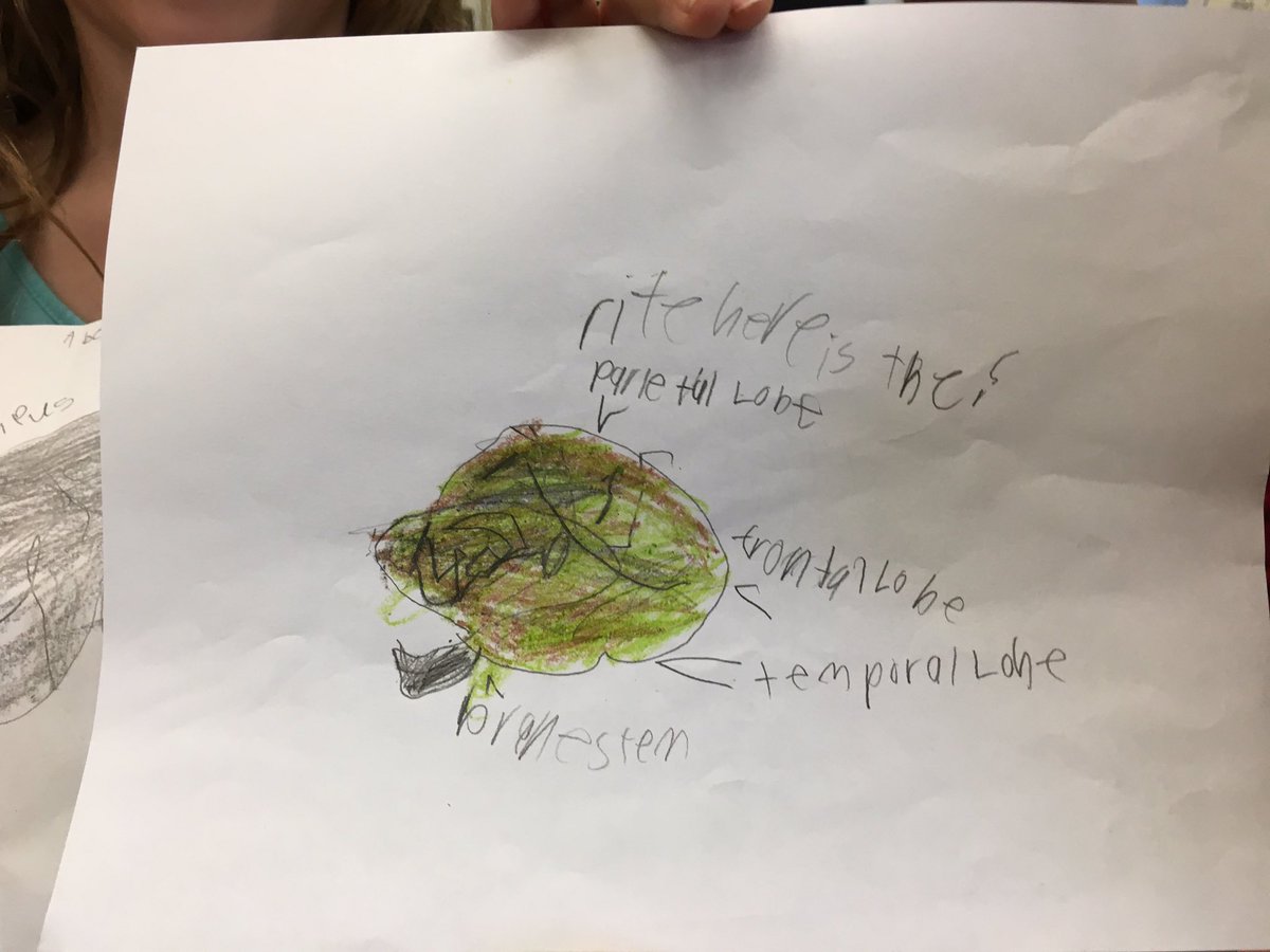 WOSnews's tweet image. Students in #mrskuhnWOS&apos; class were interested in learning more about the brain and how it works.