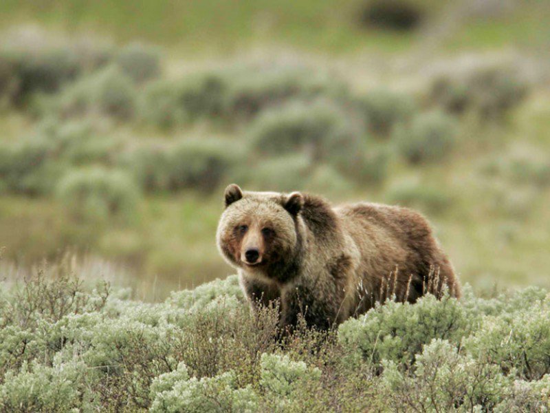 Earthjustice's tweet photo. Tomorrow is #EndangeredSpeciesDay! Take a moment to be a voice for the voiceless: https://t.co/i5OedJCYuK https://t.co/MHj2CImuJX