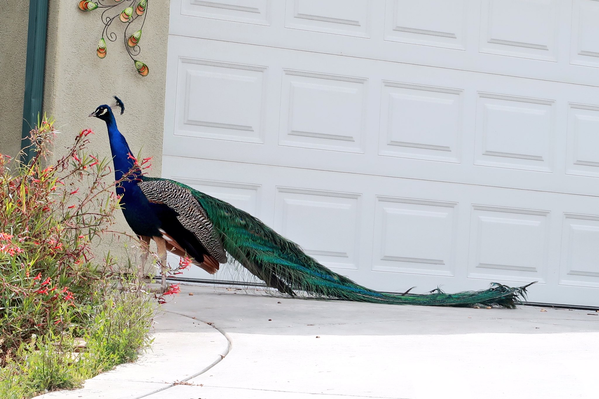 I finally been able to take a photo of the wild horny peacocks running around my house!!😍😍 https://t