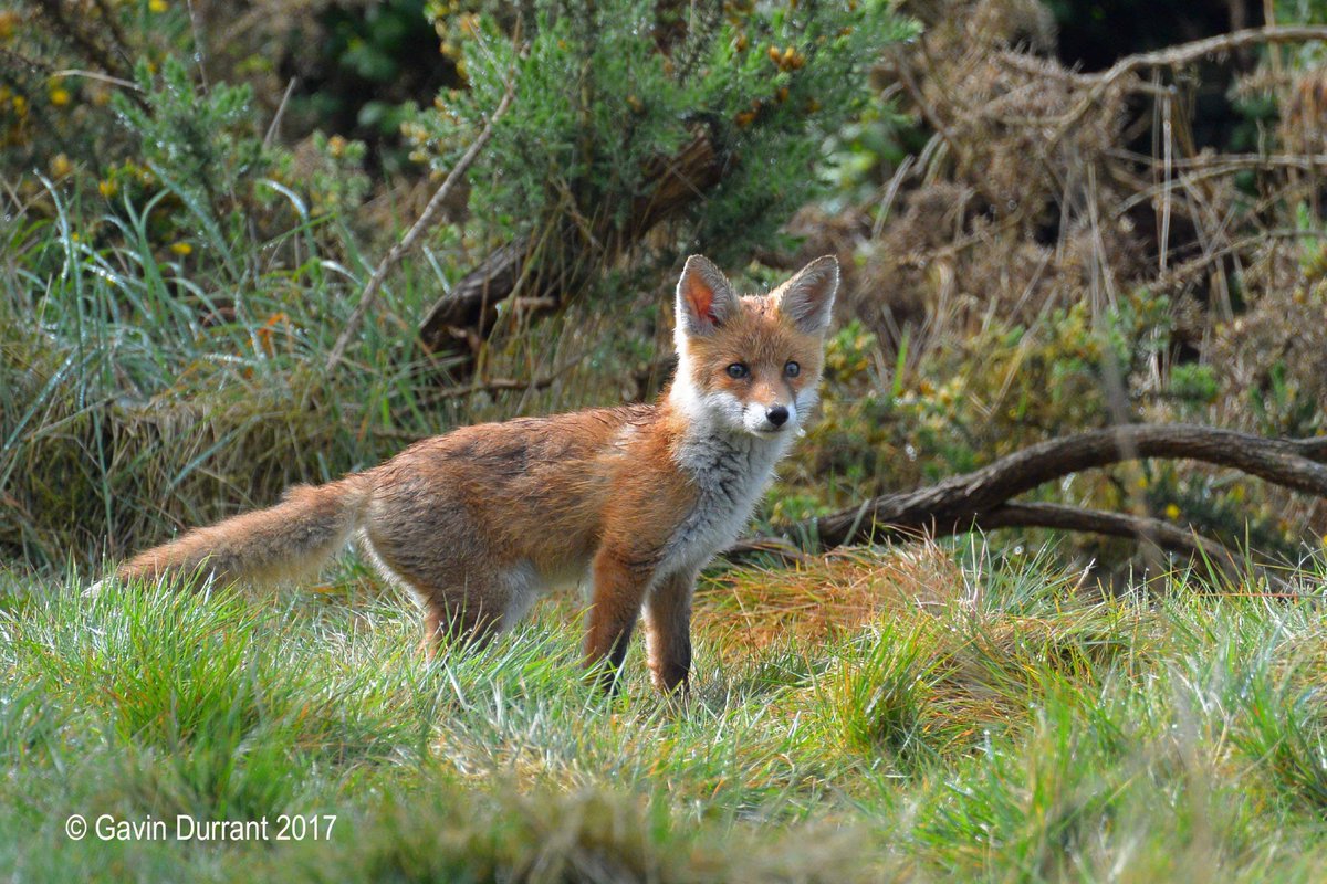 GavinDurrant1's tweet photo. A few more shots from the foxes at Lound Lakes this morning @SWTBroadsWarden @suffolkwildlife @Britnatureguide @iNatureUK https://t.co/nZQet6alNa