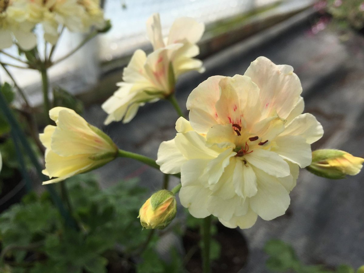 mr_plantgeek's tweet photo. Some of my hot shots for the 2017 RHS Chelsea Plant of the Year 
https://t.co/XCD6lz1KvI #RHSChelsea #ChelseaFlowerShow @The_RHS https://t.co/87jy6bw9EQ