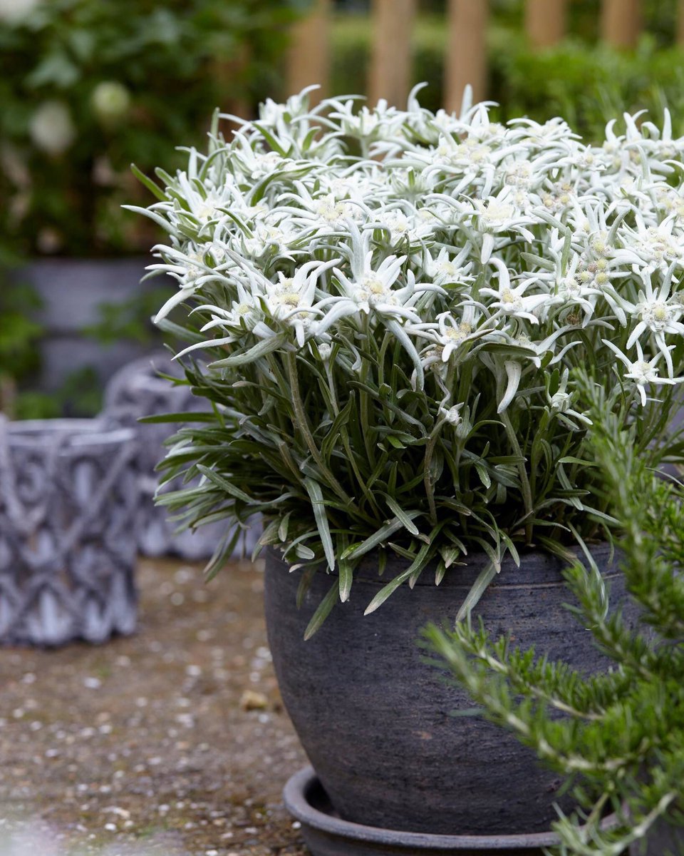 mr_plantgeek's tweet photo. Some of my hot shots for the 2017 RHS Chelsea Plant of the Year 
https://t.co/XCD6lz1KvI #RHSChelsea #ChelseaFlowerShow @The_RHS https://t.co/87jy6bw9EQ