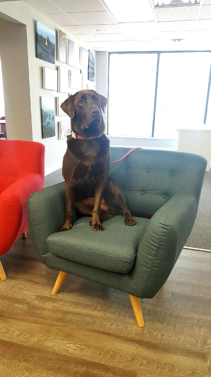 ModusDirect's tweet photo. Benson from our friends at Rewired, chilling at the office! 😎 Furry client companions are always welcome. https://t.co/oBjVIREDpO