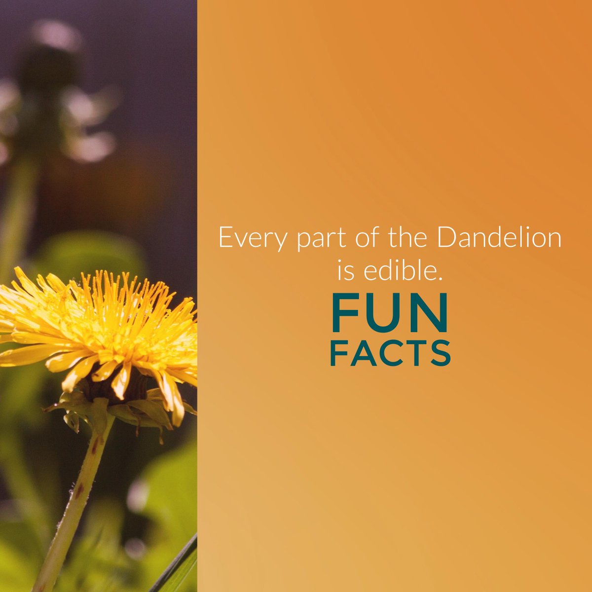 aromaliving's tweet image. #Herbs #funfact #Salad