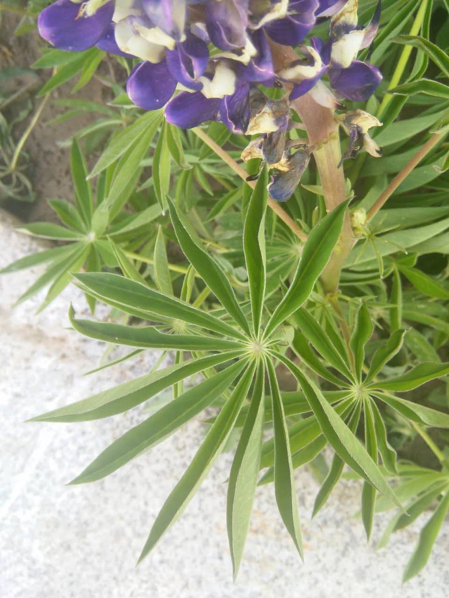 kityniu's tweet photo. nice weather these days in Langfang city.........😀 https://t.co/32MIaXSkJU