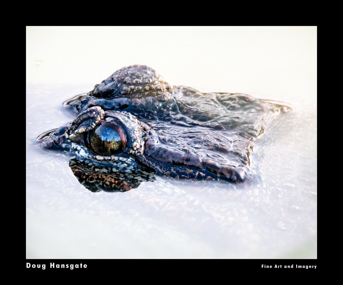 dhansgate's tweet photo. Aligator eye, the detail needs to be seen full size.#atchafalya #swamp #louisiana #aligator #asthemistrises #photoworkshop https://t.co/VF8NawFnWy