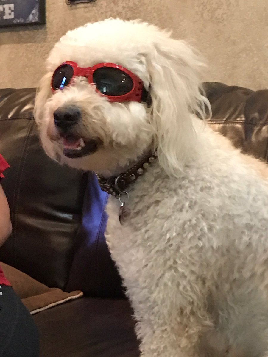 rhett_marshall's tweet photo. My dog is cuter than yours don't @ me https://t.co/Gdc3dY3Cm3
