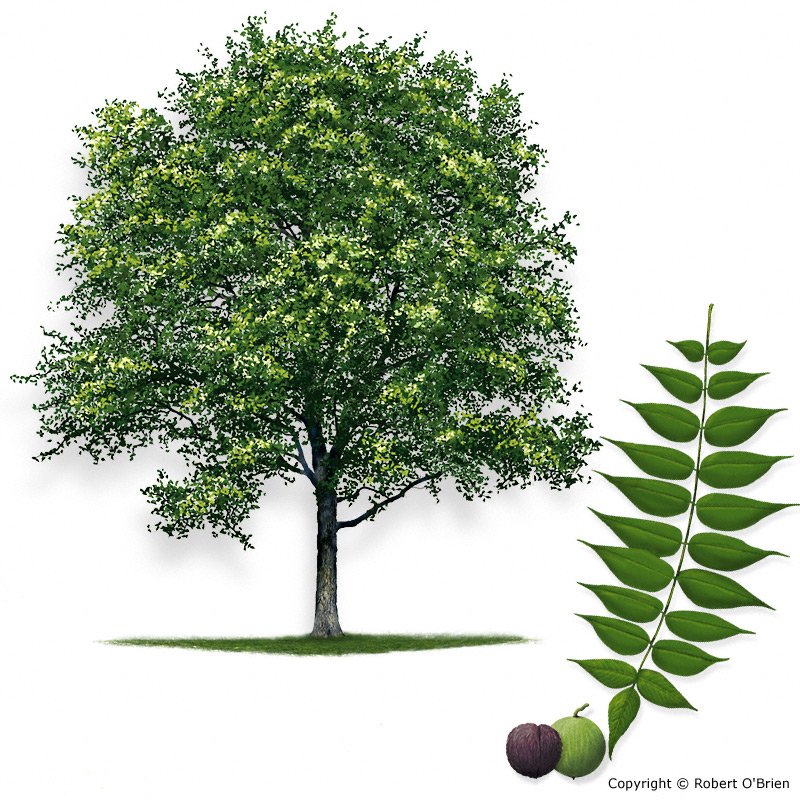 TXForestService's tweet photo. This week’s #TAK species spotlight is on the Black Walnut, a slow growing Texas native with edible fruit. https://t.co/K7fZ6mBI5i https://t.co/nUQUPAurAg