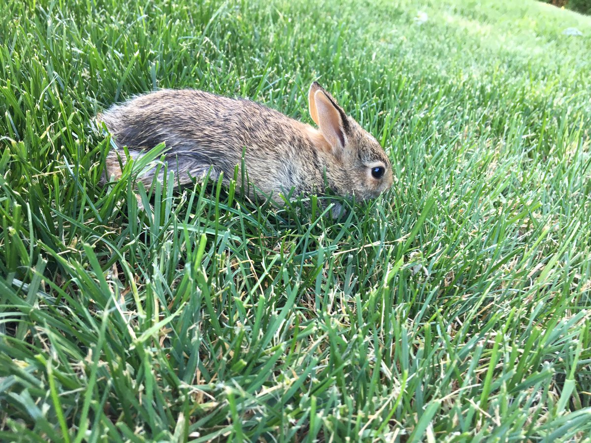 caycayjay's tweet photo. 🐰 https://t.co/MOLcVrslb8