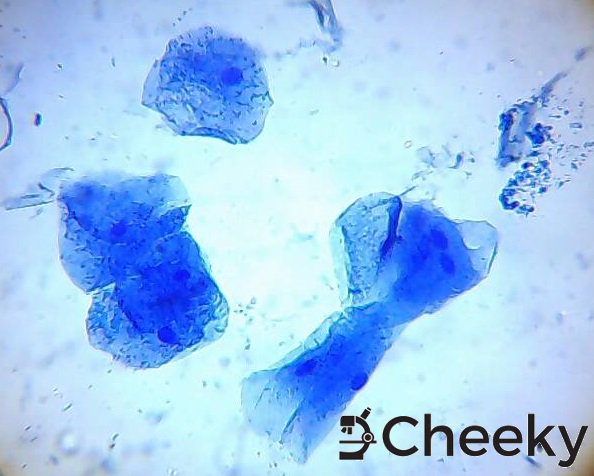 CheekyBioArt's tweet photo. Lets get Cheeky!! @MuseumofNature @Ames_at_Play https://t.co/Dst1HHZwwg