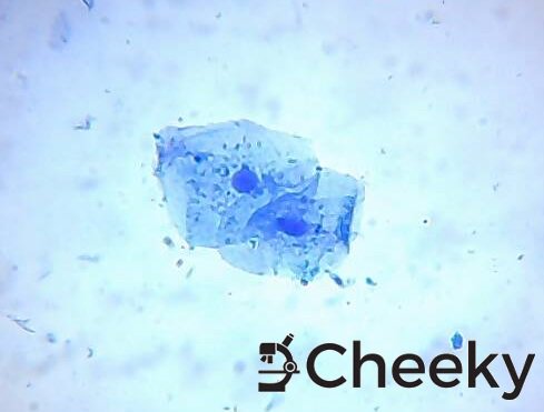 CheekyBioArt's tweet photo. What a cheeky selfie! @Ames_at_Play https://t.co/pQfo8xEl4k