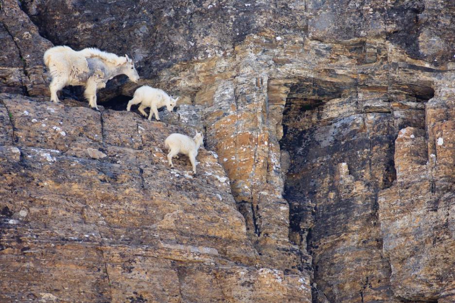 Quora's tweet photo. How do goats descend cliffs? by Stefan Pociask, tracking instructor, field researcher, wildlife rehabilitation https://t.co/p3MTvKtUfP https://t.co/Euu2aER1av
