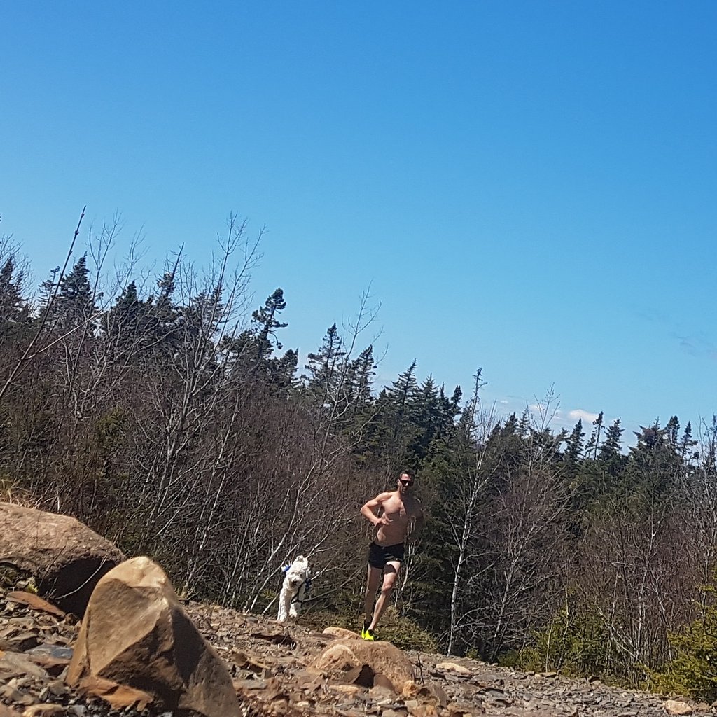 Thorn__Scott's tweet photo. Another glorious day on the #trails 

#dogs #trailrunning #keephammering #healthhunters #truenorth #realeast #halifax #running #halifornia https://t.co/VQ31h9H1CQ