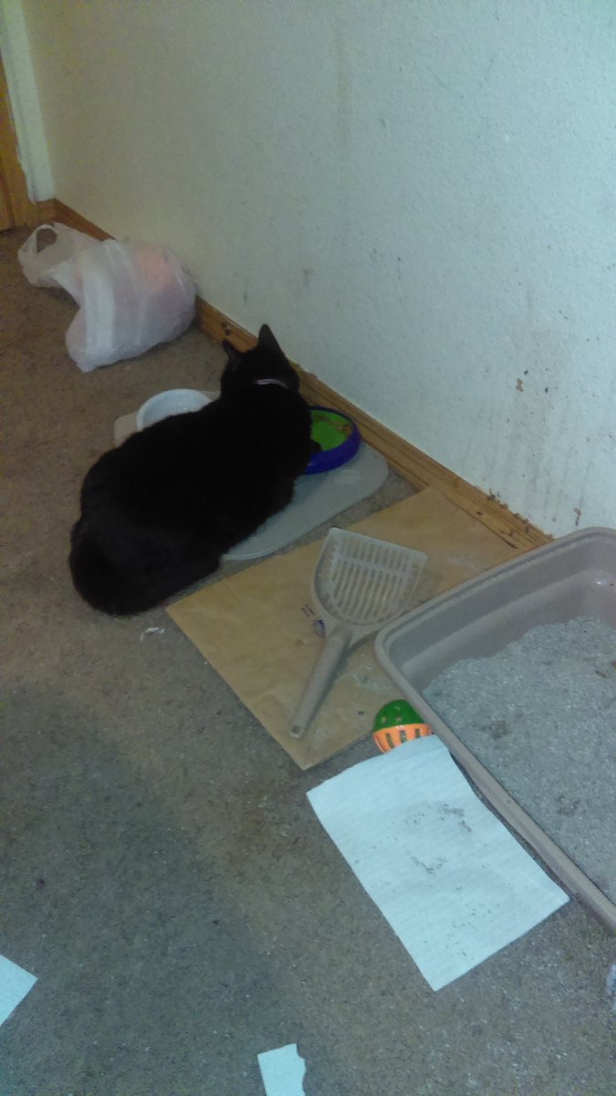 ToryBerg7's tweet photo. My handsome cat Midnite https://t.co/tkfAar6kSj