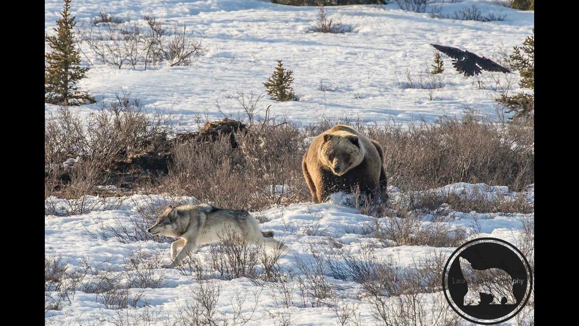 LauraLynPhoto's tweet photo. #ThrowbackThursday to day 16 of my #100DaysofDenali dreaming of more days like that... #photography #wildlife #bear https://t.co/6gdQsM0cck