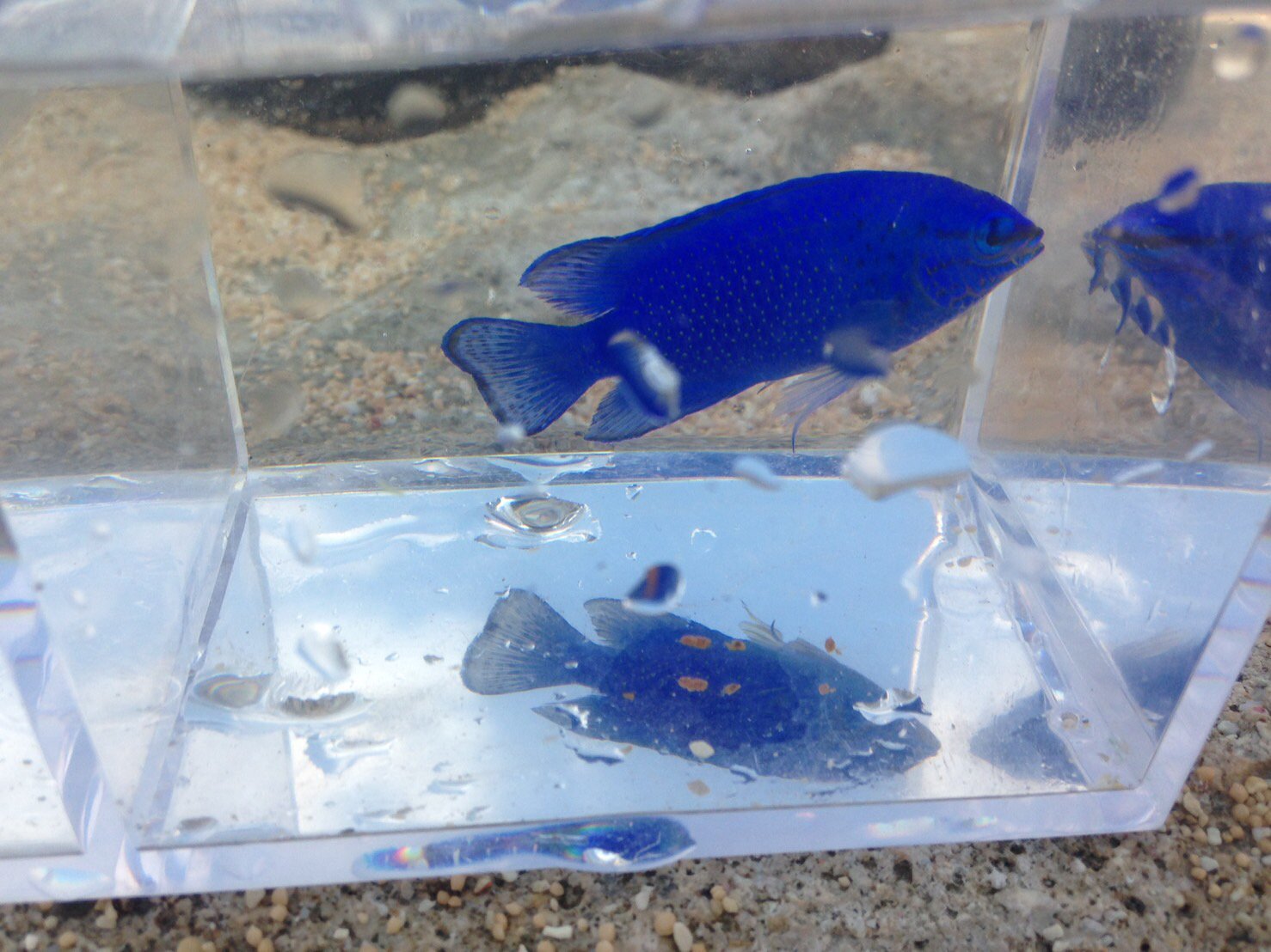 இல 桐朋生物部 ルリスズメダイ アクア業界だとコバルトスズメ 顔の黒い斑点と全身の深いブルーがとても美しいですよね 本州でよく見られる近縁種のソラスズメダイは尾びれが黄色いので見分けは簡単 ちなみに雌雄の見分け方は尾が Twitter இல 桐朋生物部 ルリスズメダイ アクア業界だとコバルトスズメ 顔の黒い斑点と全身の深いブルーがとても美しいですよね 本州でよく見られる近縁種のソラスズメダイは尾びれが黄色いので見分けは簡単 ちなみに雌雄の見分け方は尾が Twitter