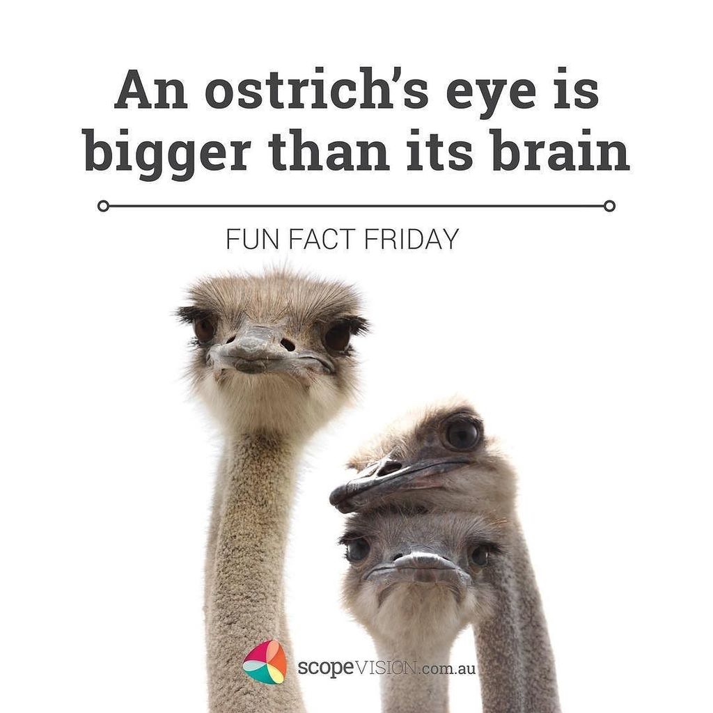 scopevision's tweet photo. May your brain be bigger than an ostrich 😎 Enjoy! It's Fun Fact Friday 😜
#scopevision #beawesome #funfactfriday https://t.co/yGUB0kKhxV https://t.co/LActZ1cR6O