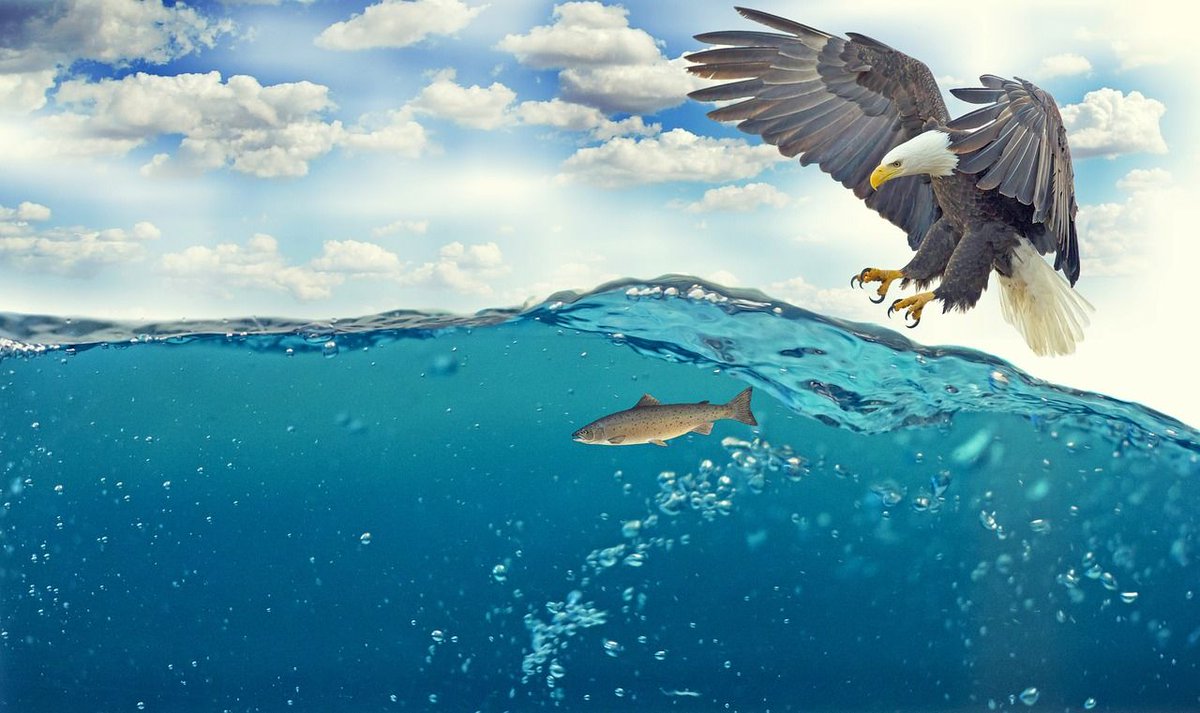 Geared4Outdoors's tweet photo. "Intelligence without ambition is a bird without wings." -Salvador Dali 
#dohardthings #goinspiresmile https://t.co/043Rydnc7W