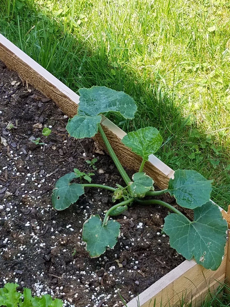l_a_u_h_a_y_719's tweet photo. First day @TheDrawingZoo and the garden for the animals food supply is looking lovely! So nice and green! https://t.co/eugpNLdNuS