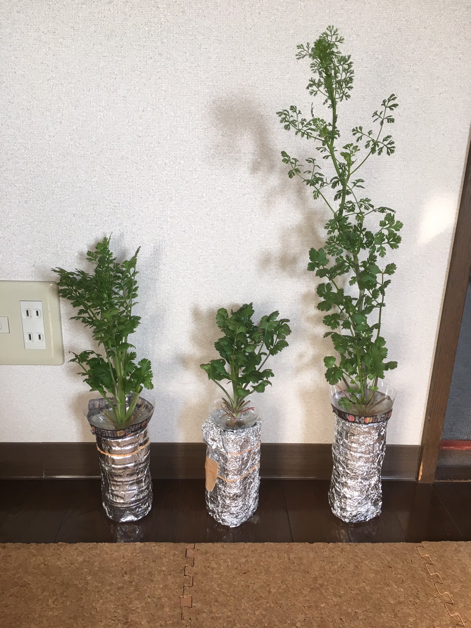 なちゅら 畑できる土地探し中 同じように育てたパクチーですが背丈がこんなに違います 落下し根っこが切れてしまったからだと思います 大きい株は摘芯して 水に挿していたら小さな花が咲きました 家庭菜園 水耕栽培 パクチー T Co
