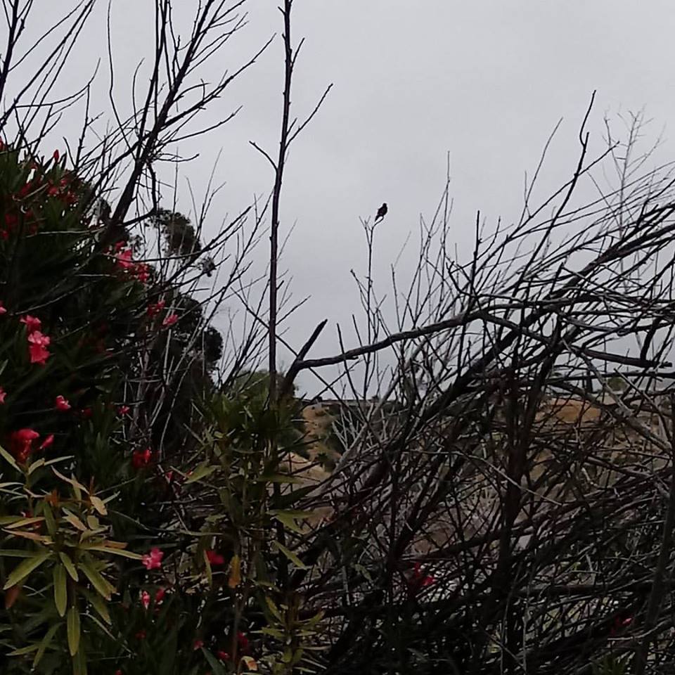 New book ready, expanding where I do readings, and a walk in spring fog. #fog #amwriting #readings #spring #hummingbird