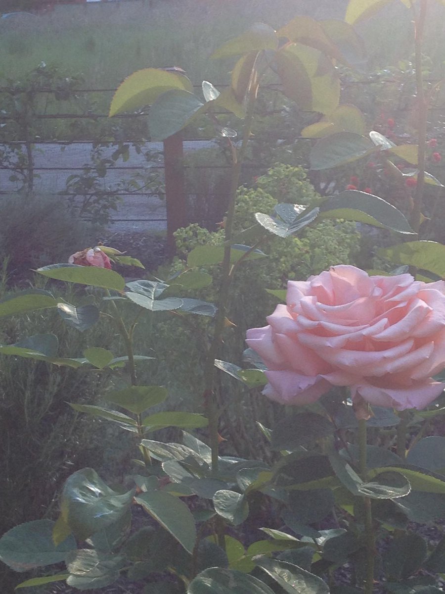 AtCreativity's tweet image. It takes months for a rose bud 2 form &amp;amp; then only days for it to bloom. Sometimes all u need is a little bit of time