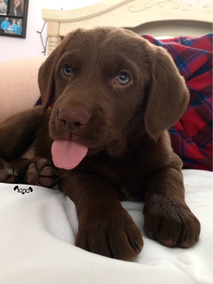 Udacity-DataAnalyticsNanodegree-Portfolio/P4.Wrangling \u0026 Analyzing Twitter  Data/Master Files/final_master.csv at master ·  RedRock42/Udacity-DataAnalyticsNanodegree-Portfolio · GitHub, image size:901x1200