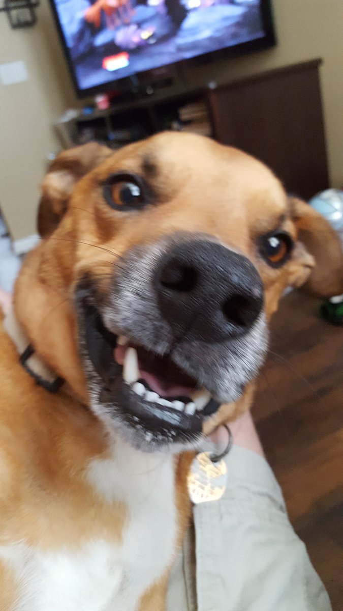 Tarheel_Paul's tweet image. He saved my life when I lost my daughter. I couldn't have asked for a better friend. Thank you Scooby. I love you Scooby. #RIPSCOOBY 💔