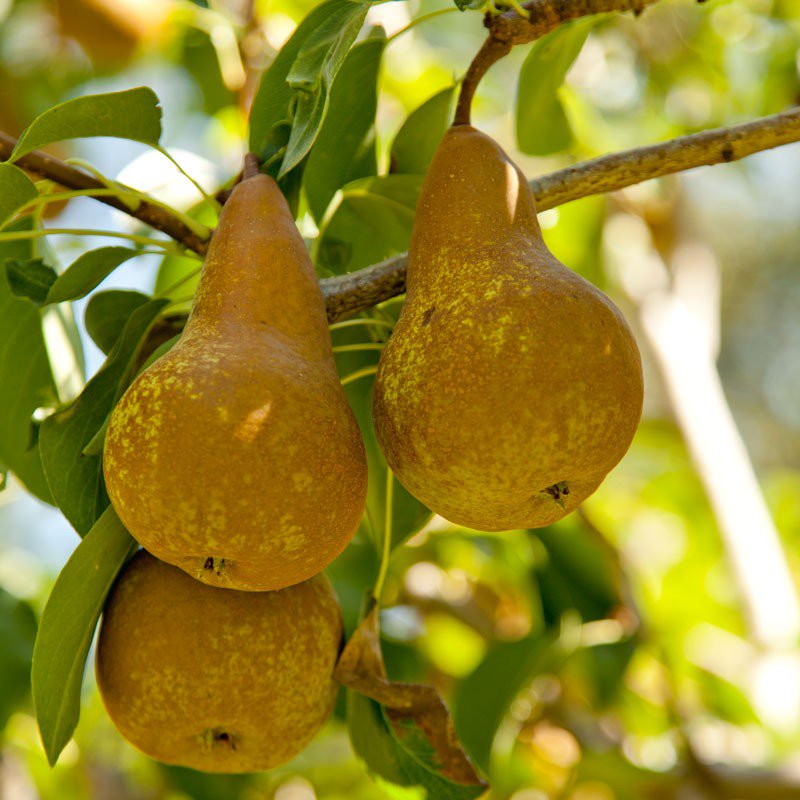Otago Farmers Market tweet media