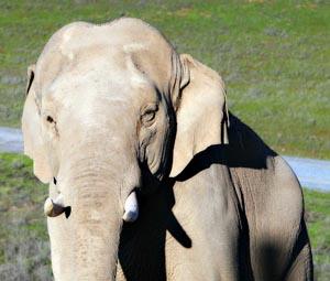 Bull elephant Prince turns 30 this month!  
