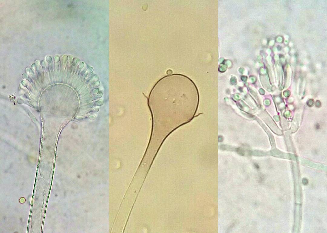 MFT_NAC's tweet photo. RT @AspergillusWeb: โ Aspergillus, Mucor and Penicillium #microbiologiaa #microlaboratory #micologia #moldโฆ https://t.co/M1Nyw4BWXP https://t.co/d8uEf6bQct