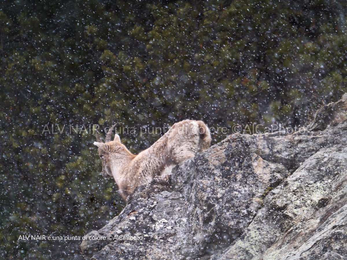 AlCaPhoto1's tweet photo. The Queen of Engiadina #graubünden #inLOVEwithSWITZERLAND @graubuendner @SwissEmotions @MySwitzerland_d @EngadinStMoritz https://t.co/FLEM44BuVr