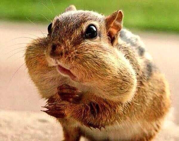 StumblerVideos's tweet photo. when a waiter asks, "How's the food?" https://t.co/O8ptYn5pEg