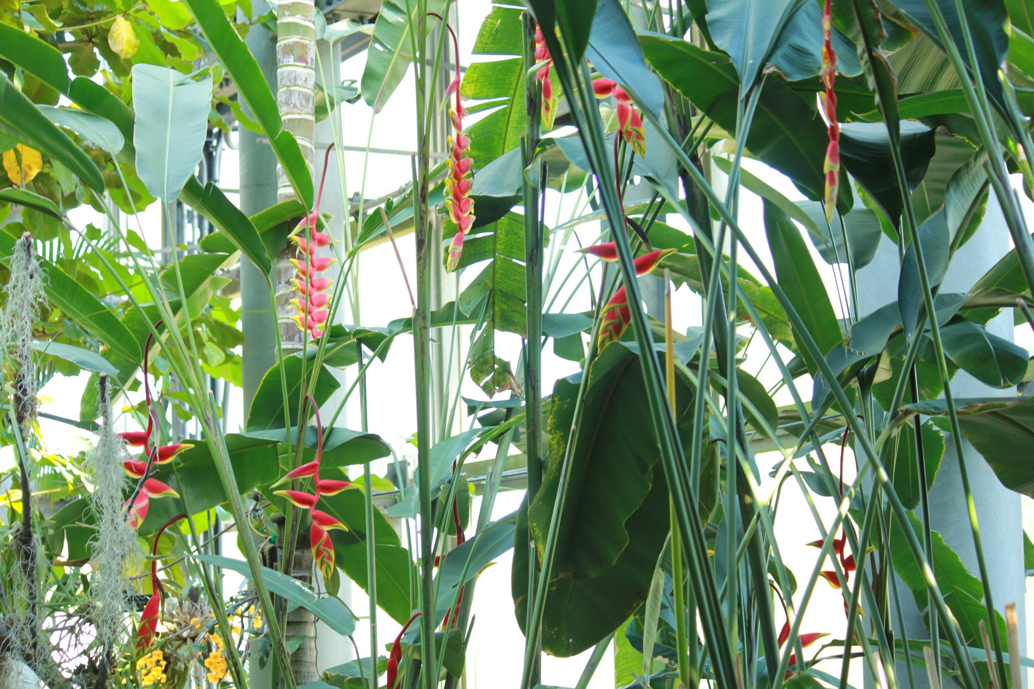 咲くやこの花館 No Twitter オウムのくちばしのように見えるこちらの植物はヘリコニア ロストラータです 赤色の部分は苞で お花はこの中にあり5 6センチほどの黄色のお花になります 熱帯雨林室にて見頃となっておりますよ 咲くやこの花館 くちばし