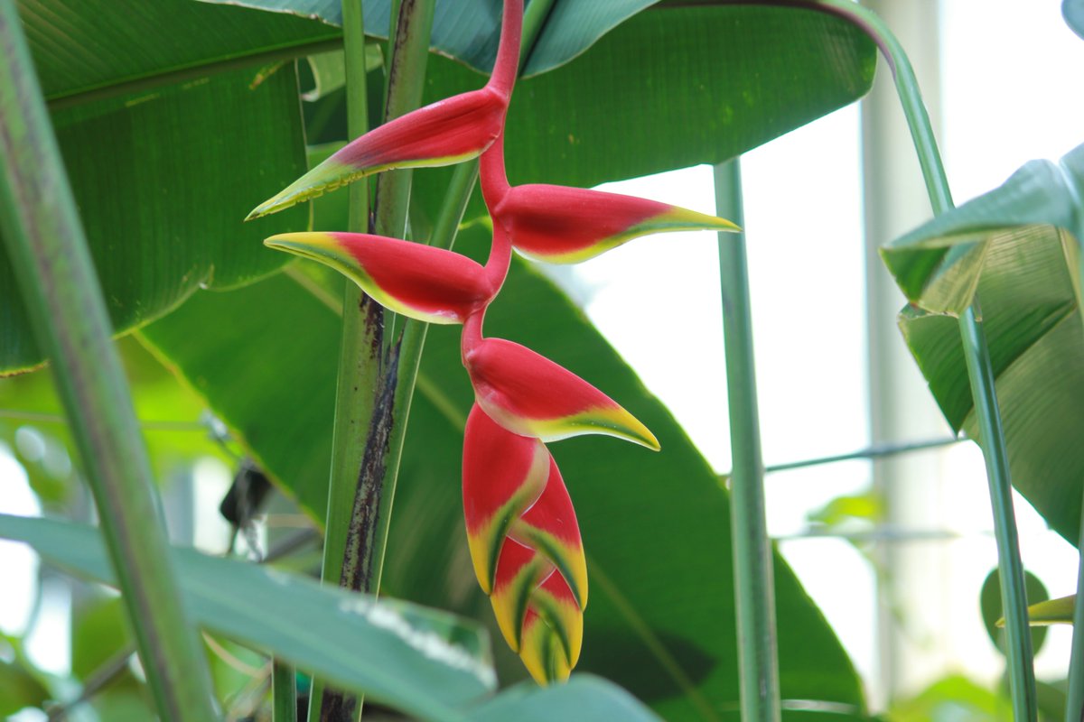 咲くやこの花館 No Twitter オウムのくちばしのように見えるこちらの植物はヘリコニア ロストラータです 赤色の部分は苞で お花はこの中にあり5 6センチほどの黄色のお花になります 熱帯雨林室にて見頃となっておりますよ 咲くやこの花館 くちばし