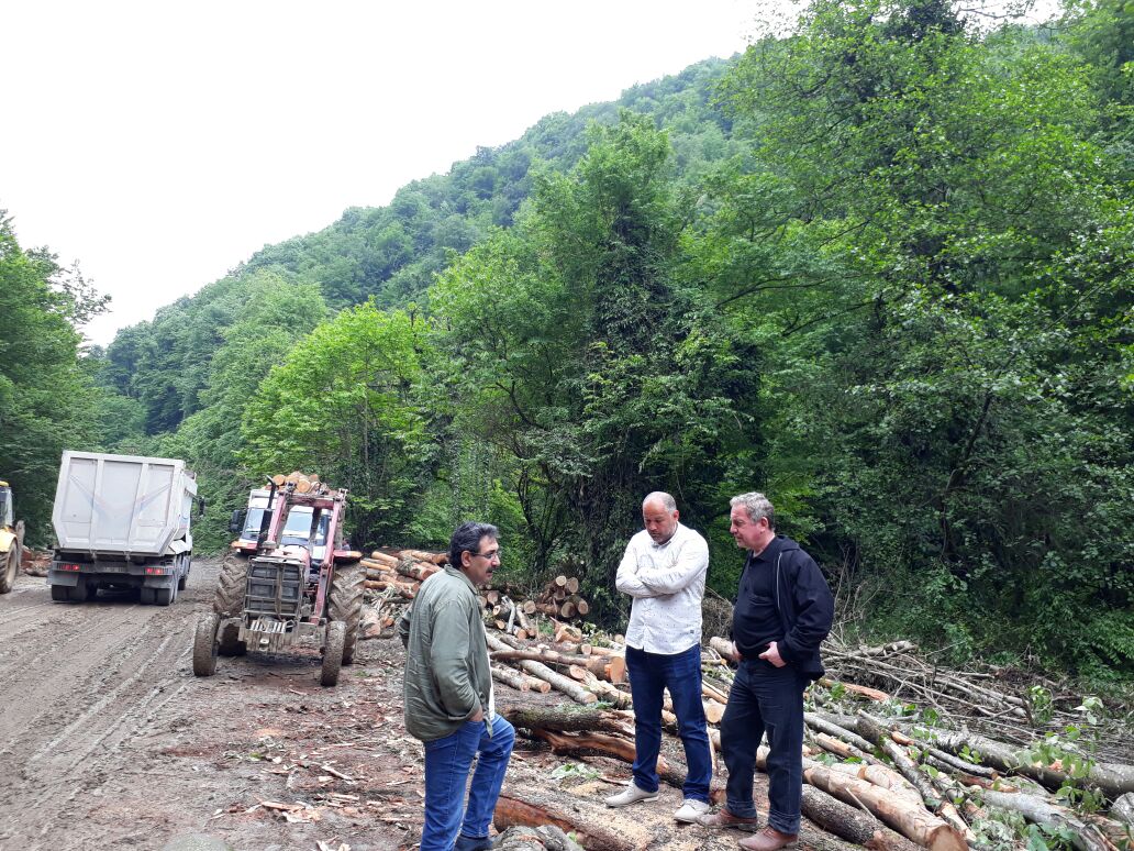 dikili kesimi başladı