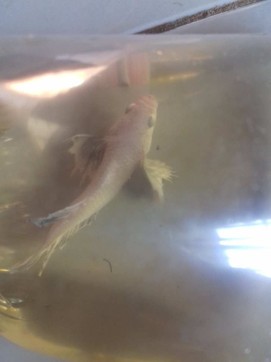 DEVI ANDRIANI tweet media