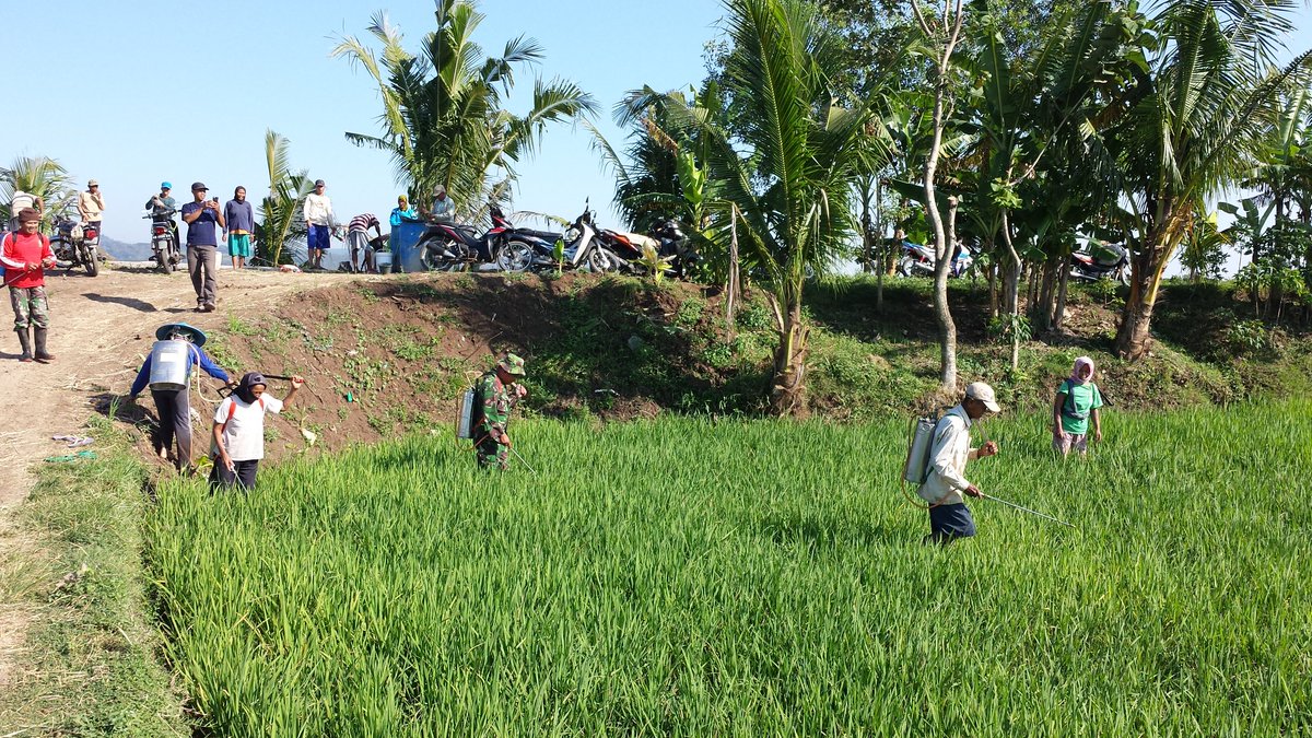 thlpoptjateng's tweet photo. Gerdal WBC Karanggede.Boyolali bersama POPT.PPL.Babinsa PemDes &amp;Keltan. @ganjarpranowo @DistanbunJateng https://t.co/L9guy5MHq3