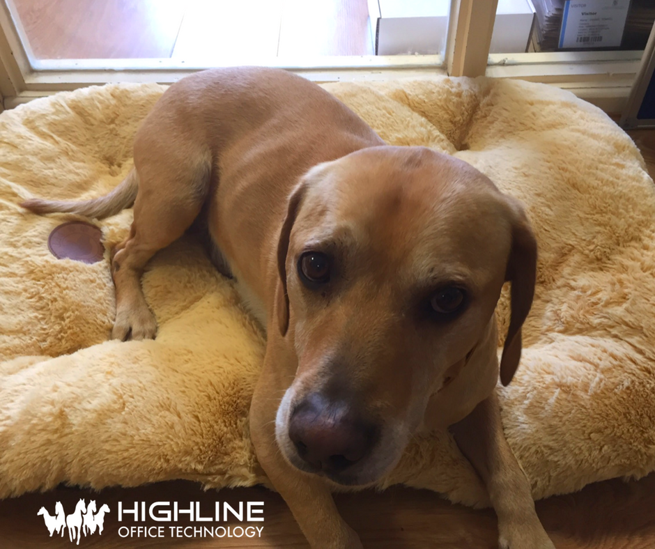 lightmeup_ie's tweet photo. Happy Friday from #TeamLMU and our little #officepooch Riley! #TGIF #FridayFeeling https://t.co/C4c4YE9CRu