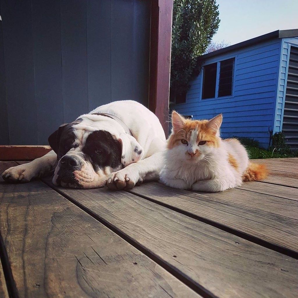 _ProtectYourPet's tweet photo. Best mates! #bestfriends #bulldoglife #americanbulldog #bulliesofinstagram #bulldog #bulldogs #bullies #showmeyour… https://t.co/6jMdWlHEsB https://t.co/Z1QmG38gNy