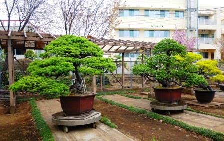 皇居の宝物 盆栽物語～時を語る大道庭園の老木たち～」という題名で