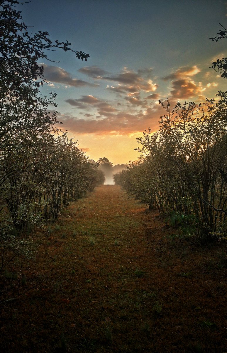 theswtgapeach28's tweet photo. #sunrise in the #BlueBerry patch. #applingga #augustaga #nature #NaturePhotography #photography #picoftheday #PhotoOfTheNight #beauty https://t.co/2BqeYR5kSj