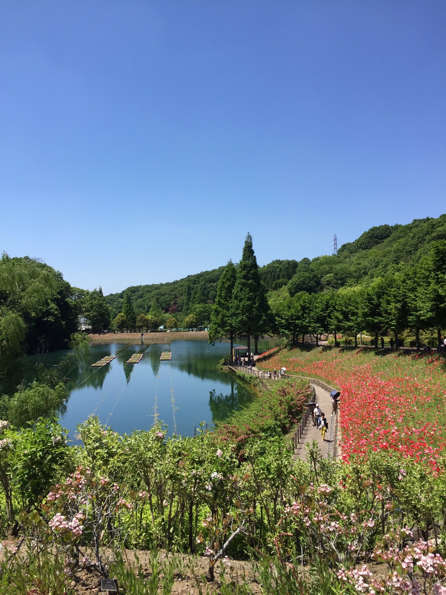 Evicco 可児花フェスタ記念公園 に バラまつり にきてます 天気も良くいい日です T Co H9amw94haa Twitter