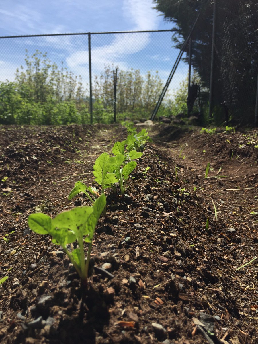 j_duncs_'s tweet photo. Who's ready for capstone to be over? @envir492 I know I am! In the midst of freaking out, enjoy our radish bb's. #therapeuticgardening https://t.co/ZzIuLxg20a