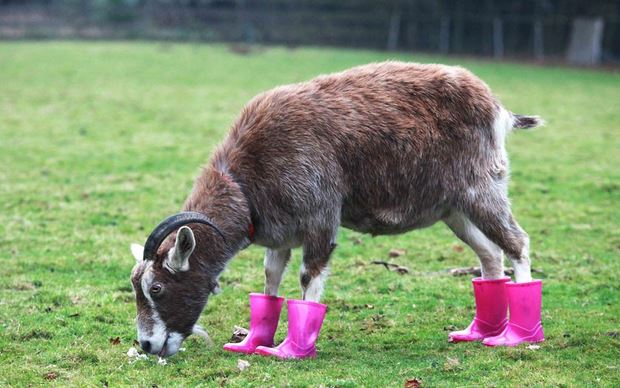 DAFFgov's tweet photo. Lots of rain forecast this week. Gumboots at the ready & don't forget your #raingoat. @BOM_au https://t.co/DxYvd99F6A