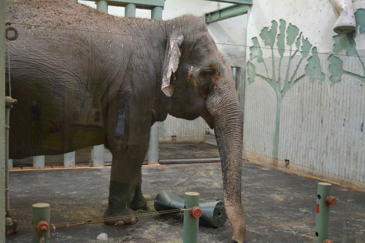 Lori Sirianni 🇨🇦 tweet media