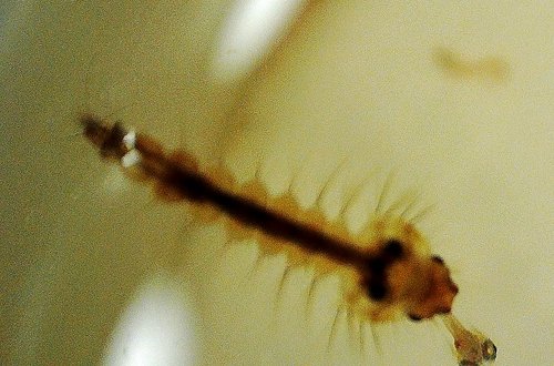 鰐 Wani メダカ稚魚育成水槽に沸いてるボウフラ 凶悪な風貌だぜ ボウフラってメダカの稚魚捕食しちゃうかな 排除した方がいいかな